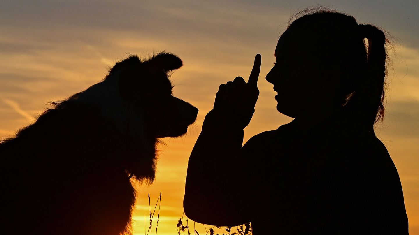 Statistik: Mehr Hunde in Sachsen-Anhalt - weniger Beißvorfälle