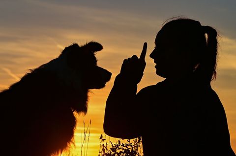 Die Zahl der Hunde ist im vergangenen Jahr in Sachsen-Anhalt laut Hunderegister gestiegen. (Symbolbild) Foto: Patrick Pleul/dpa