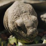 Diese Tiere haben ihre Herrchen überlebt – eines sogar um 175 Jahre!