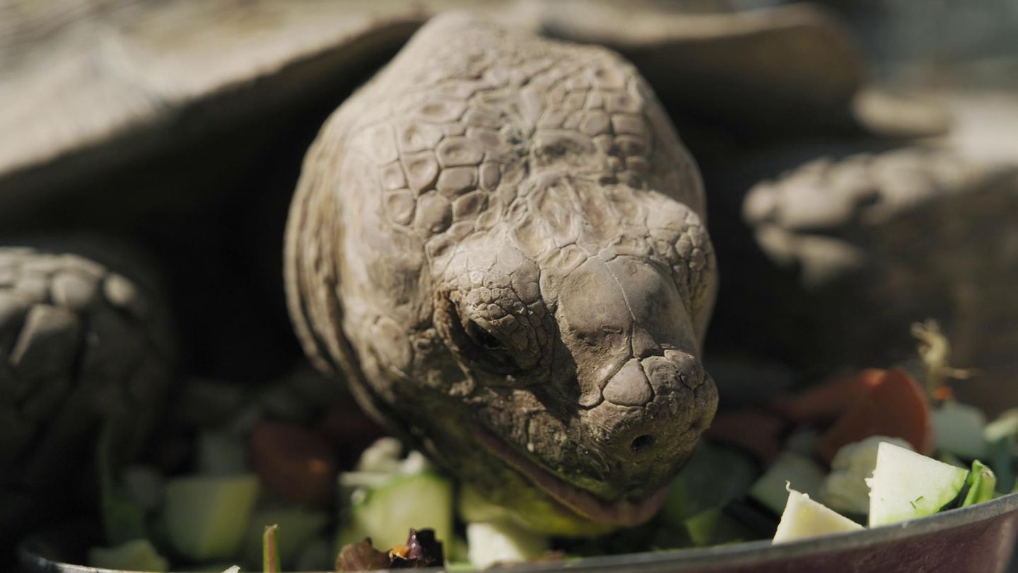 Diese Tiere haben ihre Herrchen überlebt – eines sogar um 175 Jahre!