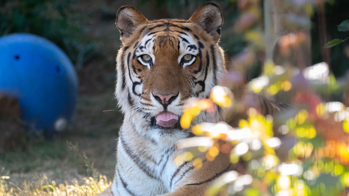 Svengali war im Juli 2023 in das WildCat Ridge Sanctuary gekommen. Er war einer der letzten Tiger, die in der Anlage von Siegfried & Roy im Mirage Hotel in Las Vegas untergebracht waren. Er galt in seinem neuen Zuhause als offenherziger und kontaktfreudigster der Tiger aus dem Ensemble der deutschstämmigen Magier. Der Übergang von einem Leben im Rampenlicht zur ruhigen Stille des Schutzgebiets sollte ihm leichtfallen.   Wohl aufgrund von Inzucht machten sich jedoch Bandscheibenprobleme und Arthrose in seiner Wirbelsäule bemerkbar. 2024 musste das Tier im Kreise seiner Pfleger eingeschläfert werden, drei und vier Jahre nach dem Tod ihrer Dompteure Siegfried Fischbacher und Roy Horn.   