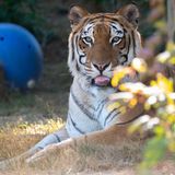 Svengali war im Juli 2023 in das WildCat Ridge Sanctuary gekommen. Er war einer der letzten Tiger, die in der Anlage von Siegfried & Roy im Mirage Hotel in Las Vegas untergebracht waren. Er galt in seinem neuen Zuhause als offenherziger und kontaktfreudigster der Tiger aus dem Ensemble der deutschstämmigen Magier. Der Übergang von einem Leben im Rampenlicht zur ruhigen Stille des Schutzgebiets sollte ihm leichtfallen.   Wohl aufgrund von Inzucht machten sich jedoch Bandscheibenprobleme und Arthrose in seiner Wirbelsäule bemerkbar. 2024 musste das Tier im Kreise seiner Pfleger eingeschläfert werden, drei und vier Jahre nach dem Tod ihrer Dompteure Siegfried Fischbacher und Roy Horn.   