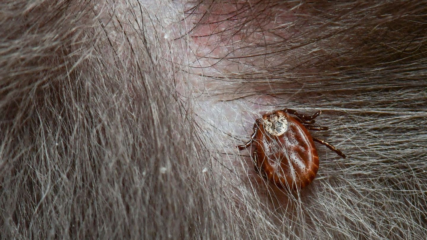 Wiesenzecken: Hundemalaria breitet sich aus - Landkreis warnt vor Zecken