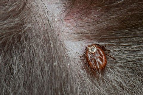 Tierärzte warnen vor einer Übertragung der Babesiose beim Hund durch Zecken. Umgangssprachlich wird die Erkrankung Hundemalaria