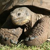 Diese Tiere haben ihre Herrchen überlebt – eines sogar um 175 Jahre!
