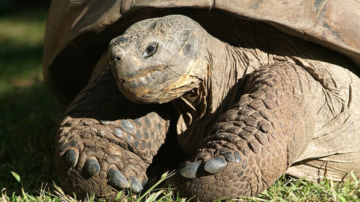 Diese Tiere haben ihre Herrchen überlebt – eines sogar um 175 Jahre!