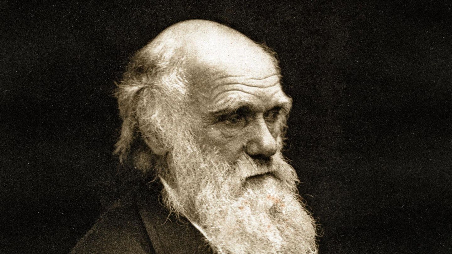 Das war dich klar, dass der Entwickler der Evolutionstheorie eine Schildkröte zum Haustier haben würde. Charles Darwin war 1809 geboren, Harriet hatte das Licht der Welt nur 21 Jahre später auf den Galapagos-Inseln erblickt. Der große Naturforscher sollte 1882 sterben, Harriet nicht bloß im nächsten, sondern im übernächsten Jahrhundert, nämlich 2006. Immerhin die Todesursache sollten sie schließlich teilen: Herzstillstand.    