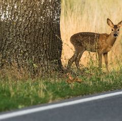 Wer ein vermeintlich hilfloses Wildtier entdeckt, sollte nicht vorschnell eingreifen. (Symbolbild) Foto: Patrick Pleul/dpa