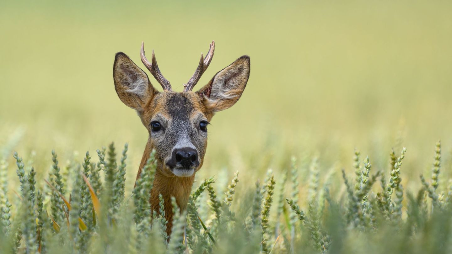 Ein Rehbock steht in einem Getreidefeld. Durch evolutionäre Anpassung und artspezifisches Verhalten unterscheiden sich Wildtiere