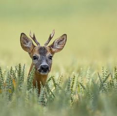 Ein Rehbock steht in einem Getreidefeld. Durch evolutionäre Anpassung und artspezifisches Verhalten unterscheiden sich Wildtiere