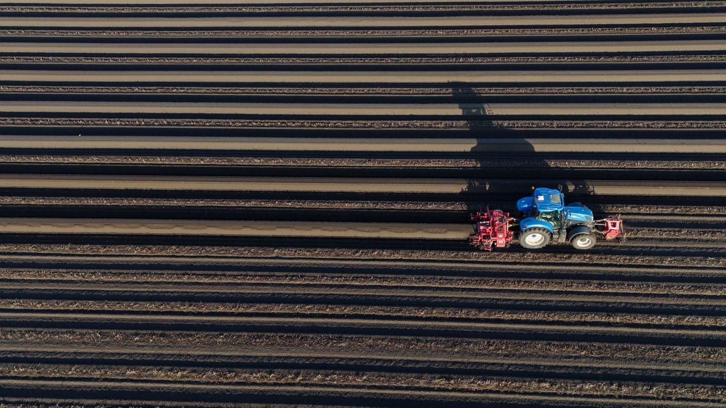 Kalte Nächte verzögern Start: Spargelernte nach Ostern - Was Genießer jetzt wissen müssen
