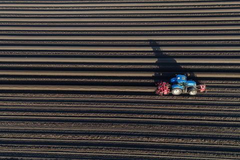 In Sachsen, Sachsen-Anhalt und Thüringen geht die Spargel-Saison bald richtig los. (Symbolfoto) Foto: Klaus-Dietmar Gabbert/dpa