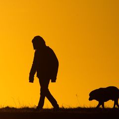 Viele Hundebesitzer bekommen es nicht mit, wenn ihre Tiere leiden. (Symbolbild) Foto: Julian Stratenschulte/dpa