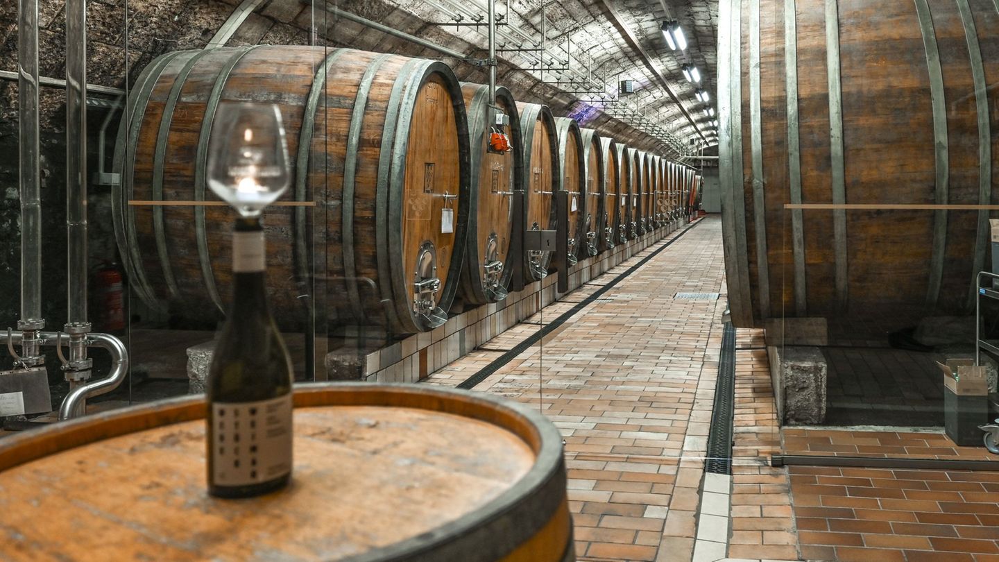 Weinbau: Winzer an Saale und Unstrut besser als der Bundestrend