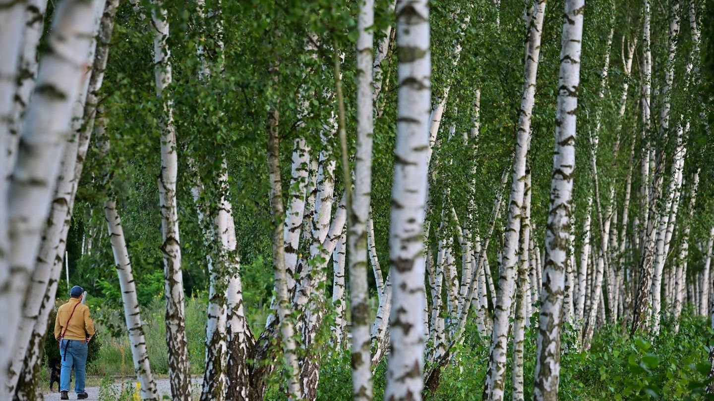 Heuschnupfenzeit: Birkenpollen können Allergikern an Ostern Beschwerden machen