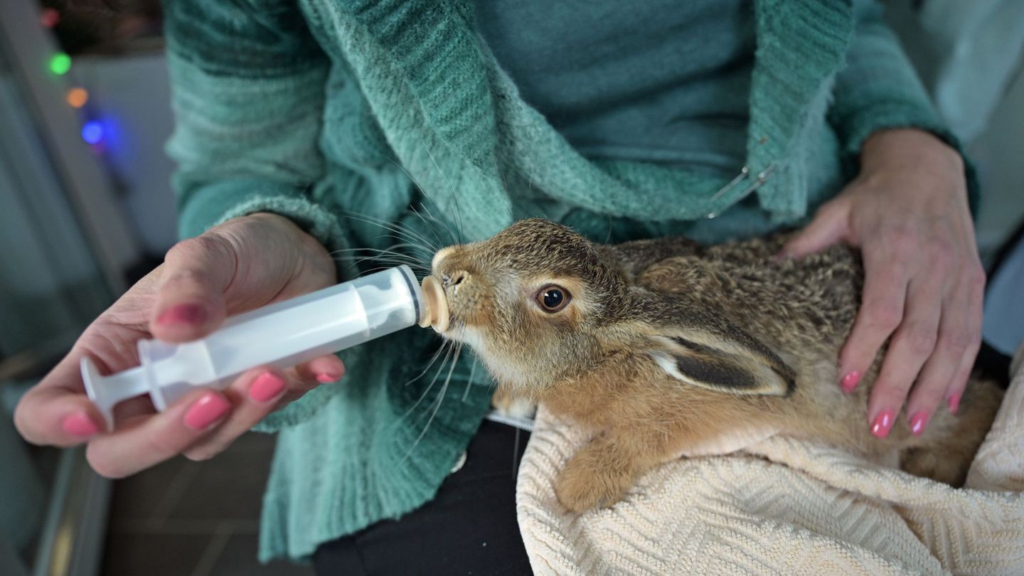 Naturschutz: Schwierige Zeiten für Feldhasen-Nachwuchs