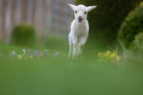 Am Ostersonntag dürfte nach Nebelauflösung zunächst häufig die Sonne scheinen. (Archivbild) Foto: Thomas Warnack/dpa