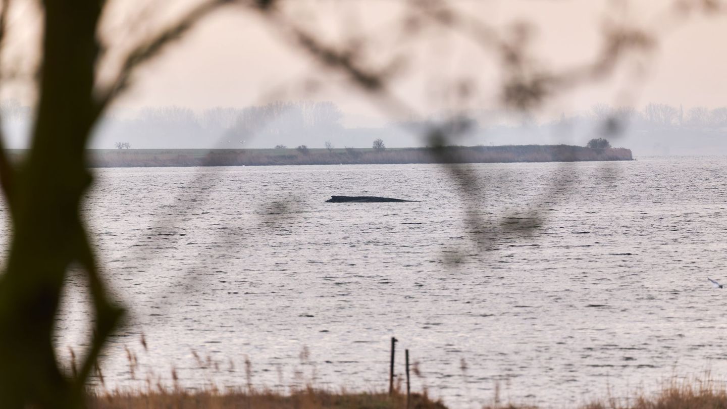 Gestrandeter Buckelwal: Wal noch am Leben – Zustand unverändert