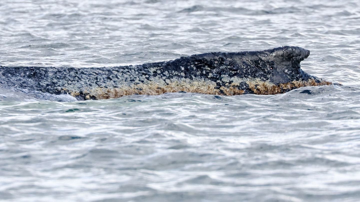 Ostseeküste: "Lindernde Umstände": Einsatzkräfte benetzen Wal mit Wasser