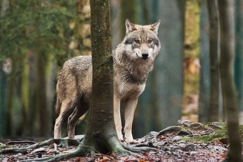 Das niedersächsische Landwirtschaftsministerium veröffentlicht Handlungsempfehlungen zur Jagd auf Wölfe - die Schafhalter reagie