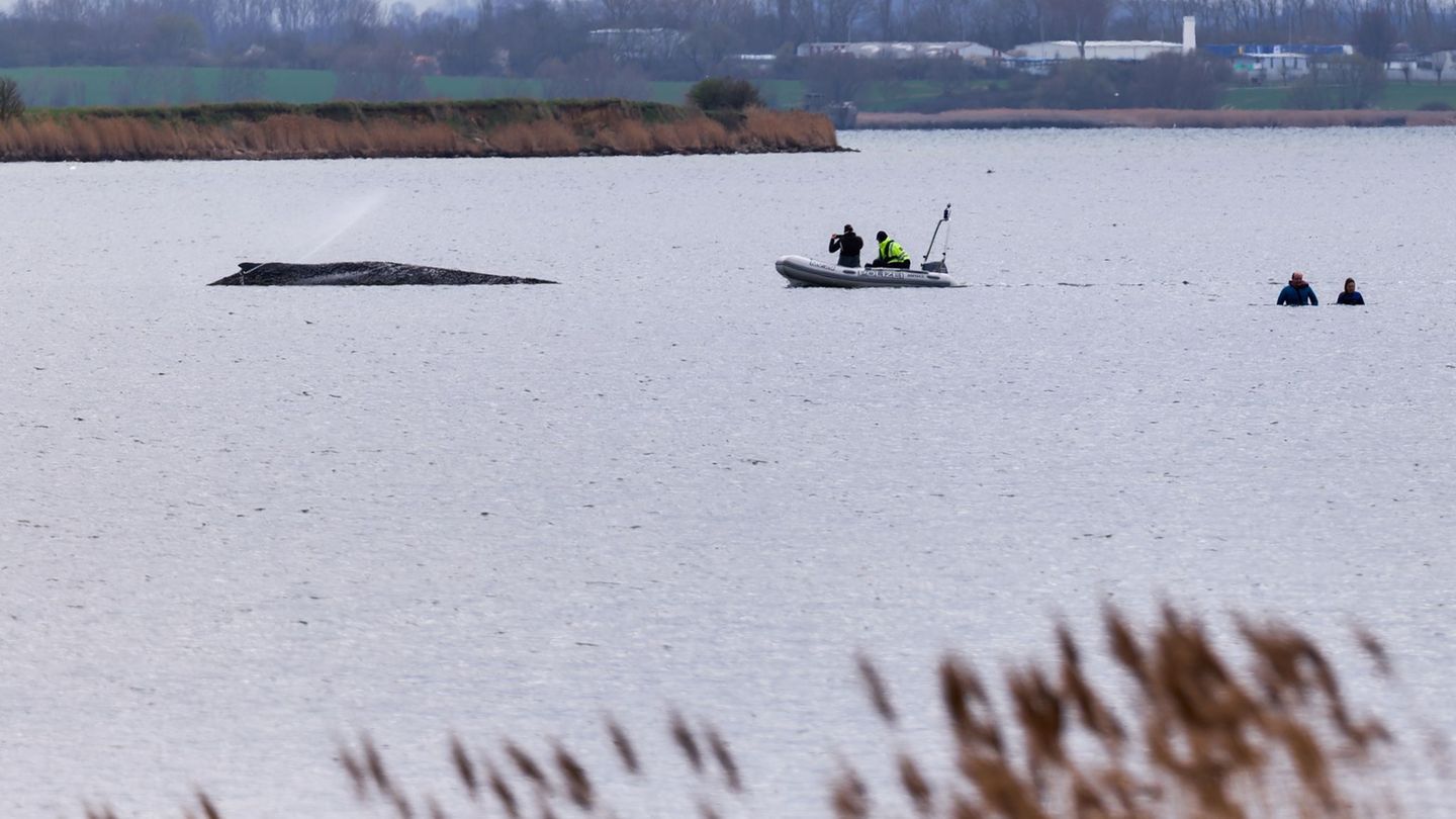 Gestrandeter Wal: Morddrohungen gegen Hilfskräfte nach Wal-Einsatz