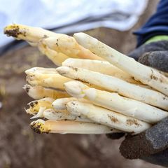 Das kalte Wetter sorgt dafür, dass die Spargelsaison nur schleppend anläuft. (Archivbild) Foto: Uli Deck/dpa