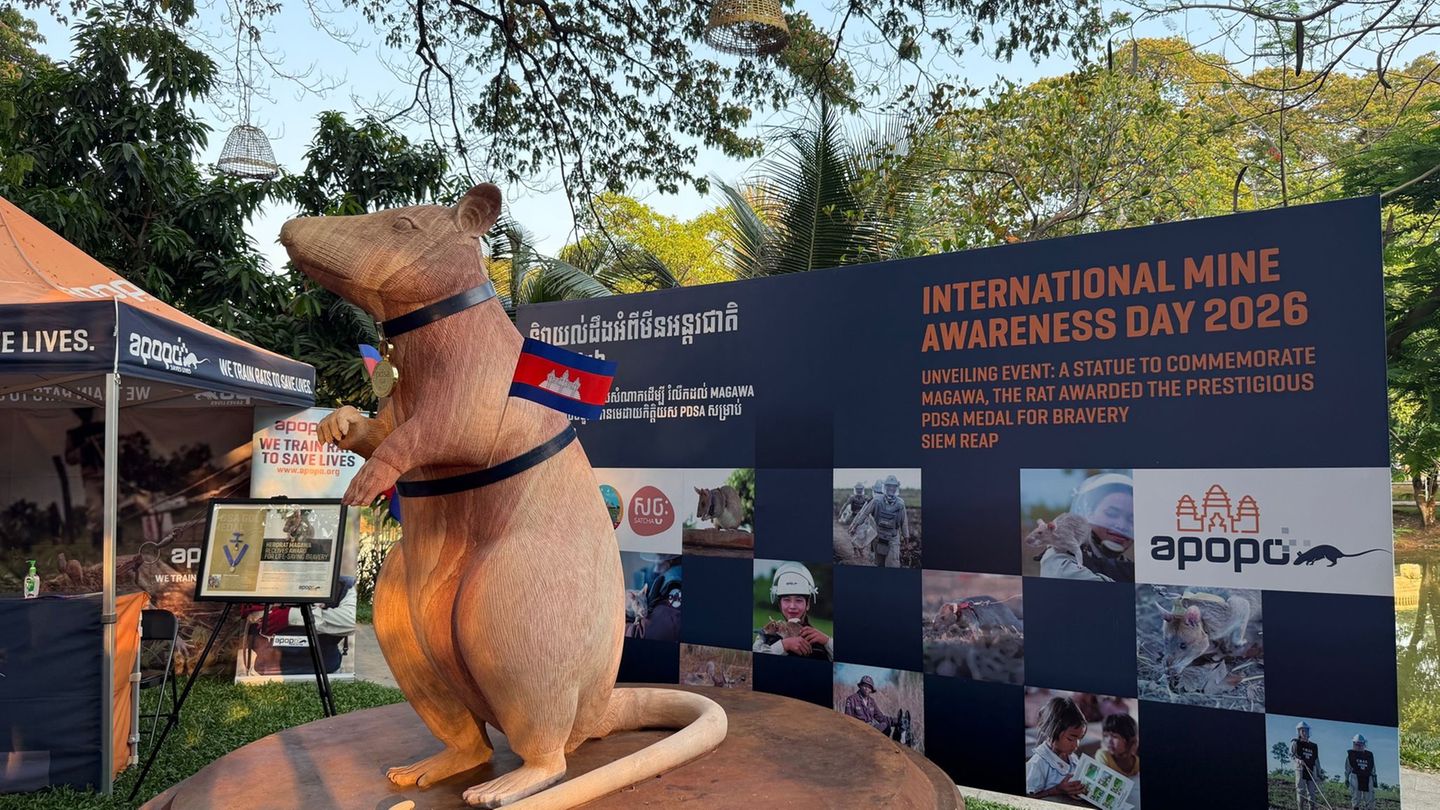 Statue in Kambodscha enthüllt: Denkmal für eine Ratte: Minenheld Magawa wird zur Legende