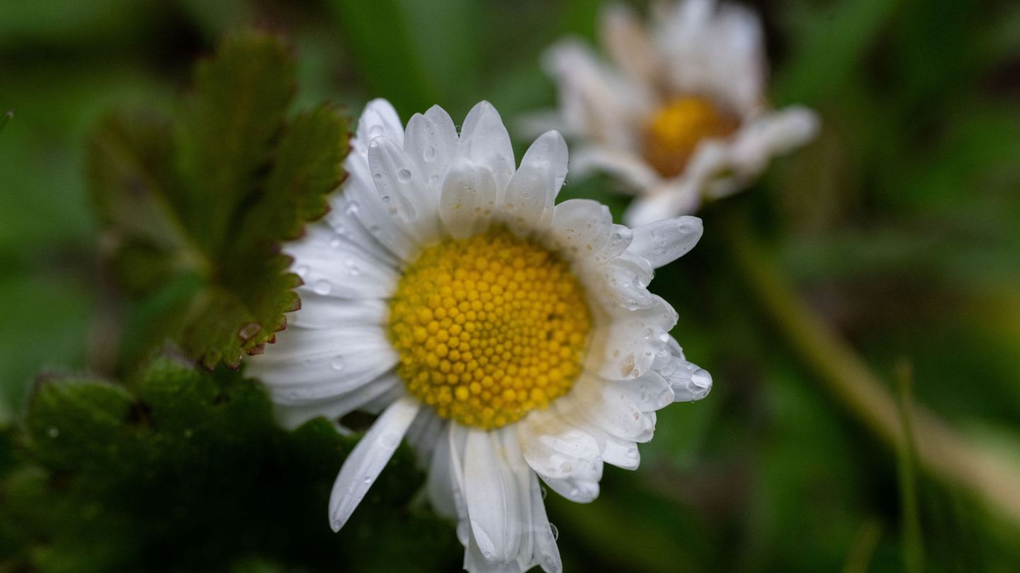 Wettervorhersage: Schirm oder Sonnenbrille? So wird das Wetter zu Ostern