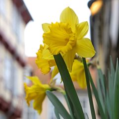 Wechselhaftes Osterwetter in Mitteldeutschland: Sonne und milde Temperaturen wechseln sich mit Schauern und Wind ab. (Symbolbild