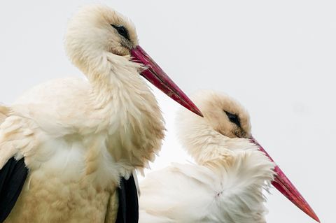 Die Störche in Linum sind für viele Besucher ein Highlight. (Archivbild) Foto: Soeren Stache/dpa