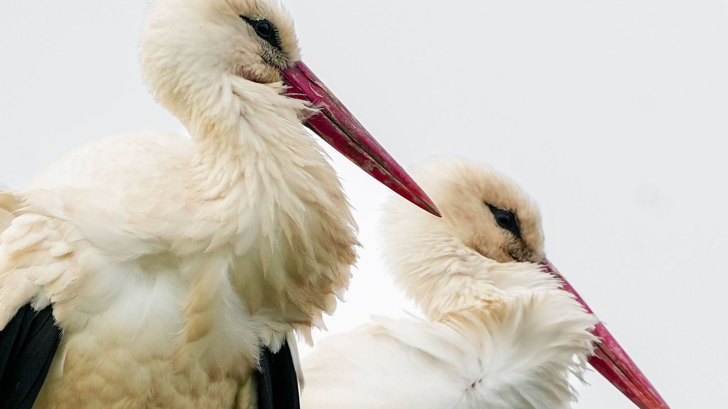 Storchendorf: Naturschutz: Storchenschmiede startet in die Saison