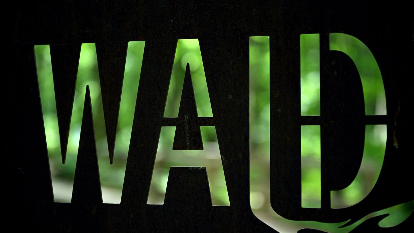 Bauen in Waldnähe: CDU will Mindestabstand für Bauten am Wald wieder senken