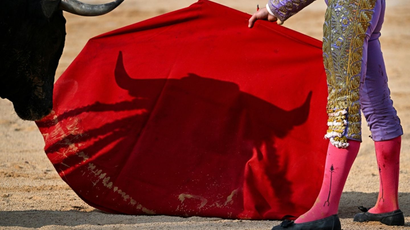 Vorbereitungen für Stierkampf zu Ehren von Picasso: Helfer von Stier aufgespießt