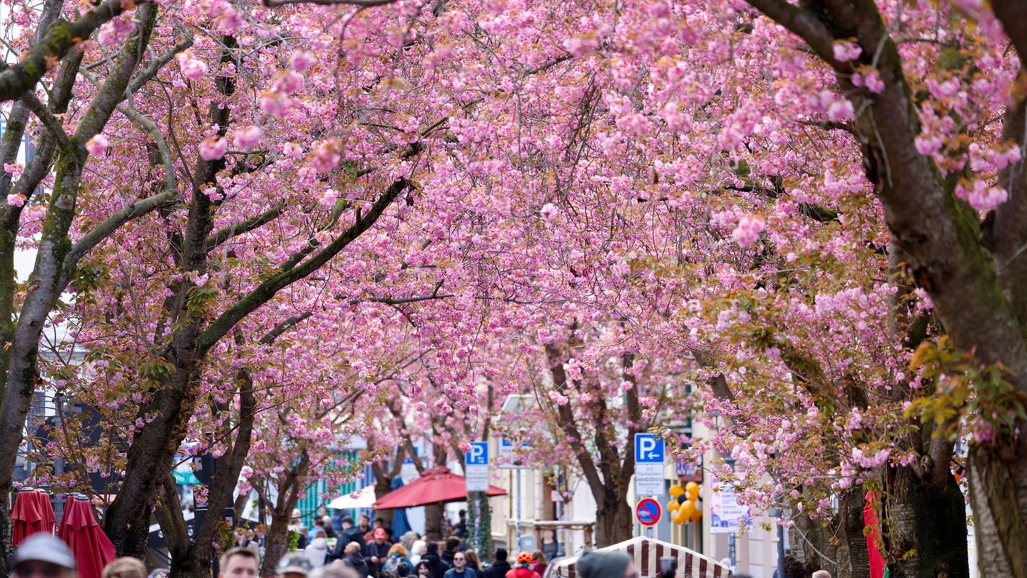 Naturspektakel: Bonner Kirschblüten blühen zum Osterwochenende