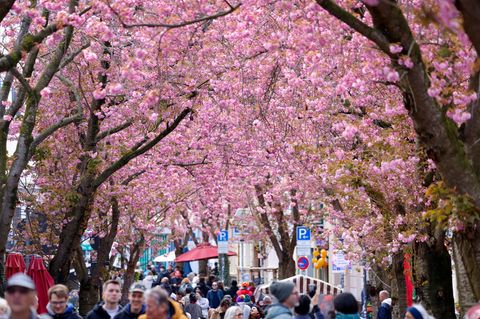 Zahlreiche Spaziergänger strömen in die Gassen, um die Blüten zu sehen. Foto: Thomas Banneyer/dpa