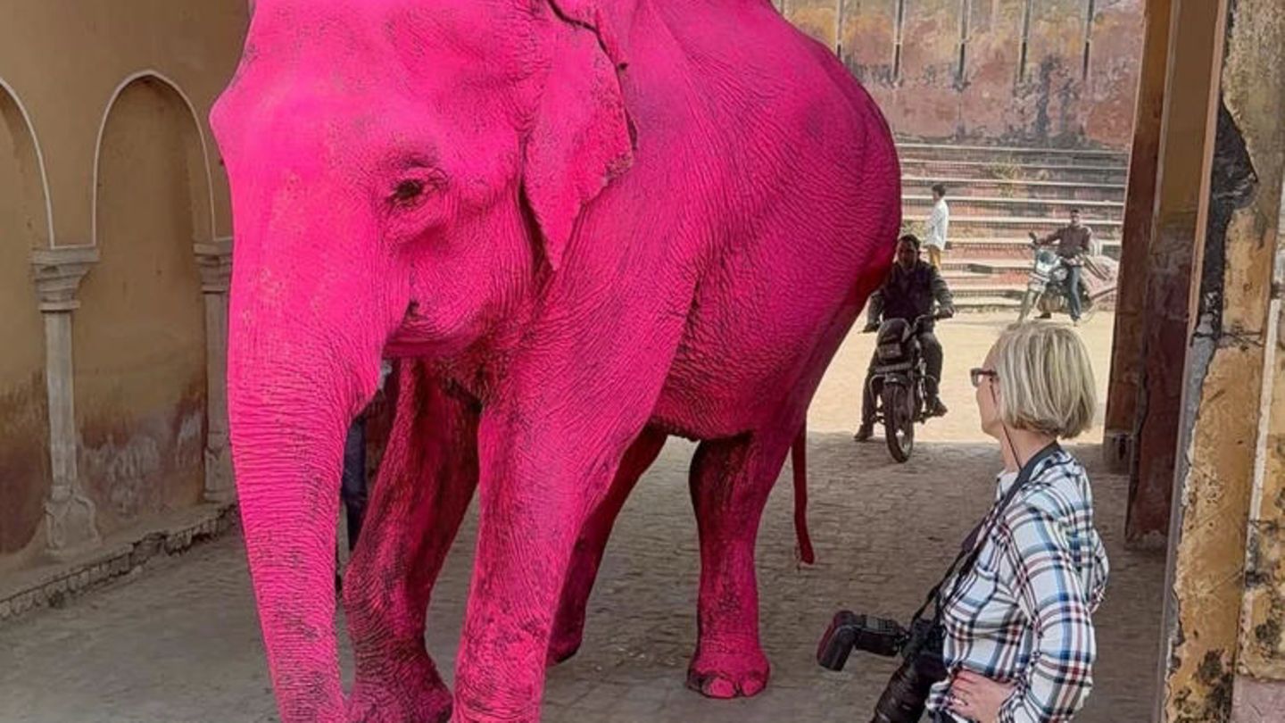 Dickhäuter stirbt: Fotografin zieht mit "pinkem" Elefanten Hass auf sich
