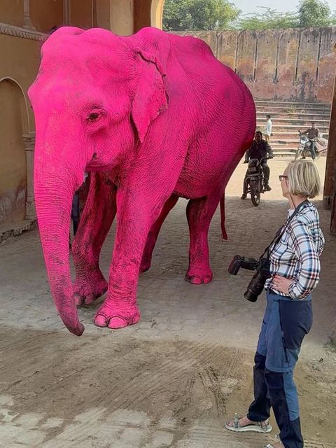"Pinker" Elefant stirbt nach Fotoshooting – Fotografin erntet Shitstorm