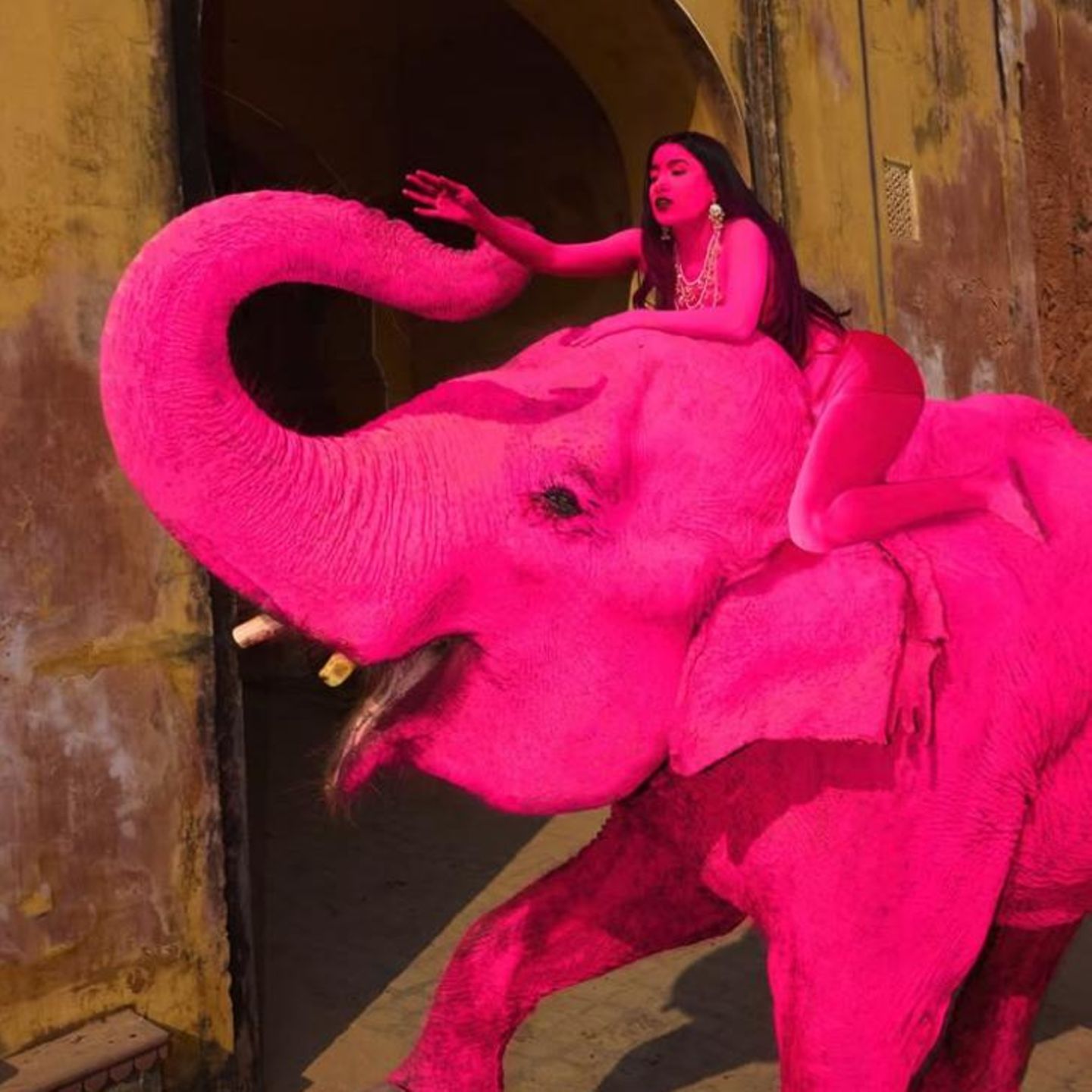 "Pinker" Elefant stirbt nach Fotoshooting – Fotografin erntet Shitstorm