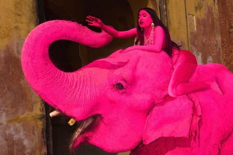 "Pinker" Elefant stirbt nach Fotoshooting – Fotografin erntet Shitstorm