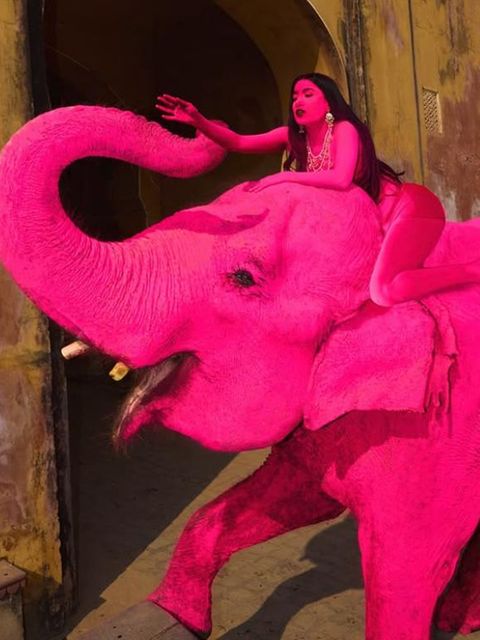 "Pinker" Elefant stirbt nach Fotoshooting – Fotografin erntet Shitstorm