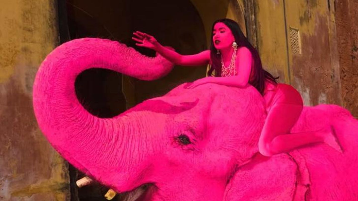 Indien: "Pinker" Elefant stirbt nach Fotoshooting – Fotografin erntet Shitstorm