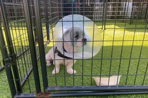 Trump: Der Shih Tzu Valentino steht einsam im Käfig des Tierheims