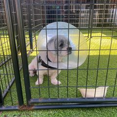 Trump: Der Shih Tzu Valentino steht einsam im Käfig des Tierheims