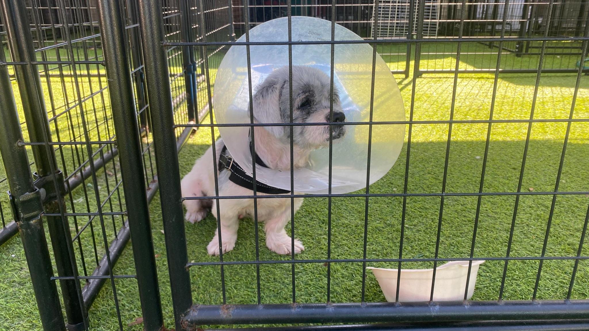 Trump: Der Shih Tzu Valentino steht einsam im Käfig des Tierheims