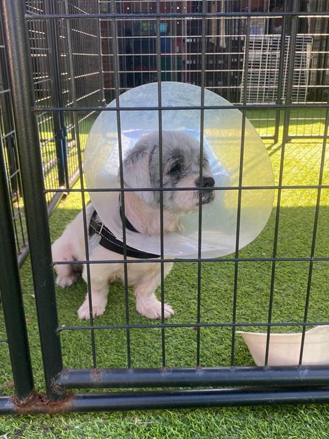 Trump: Der Shih Tzu Valentino steht einsam im Käfig des Tierheims