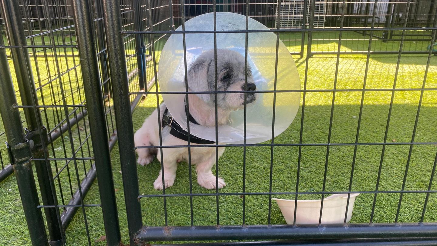 Folge der Abschiebungen in den USA: Strawberry hört nicht mehr auf zu zittern