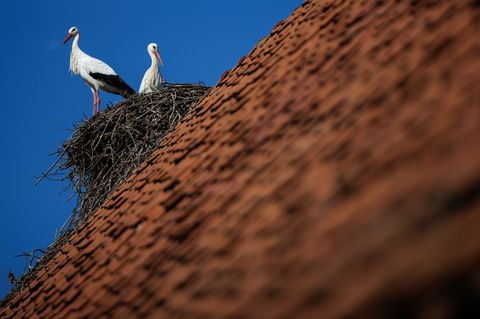 Ein Weißstorch-Paar steht bei blauem Himmel in seinem Horst. Petershagen im Kreis Minden-Lübbecke gilt mit seinen zahlreichen Ho