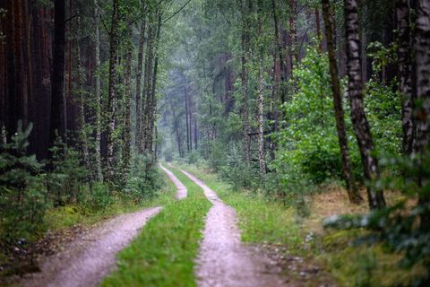 Wenn Spaziergänger und Wanderer auf den Wegen im Wald bleiben, werden Wildtiere nicht gestört. (Symbolfoto) Foto: Bernd von Jutr