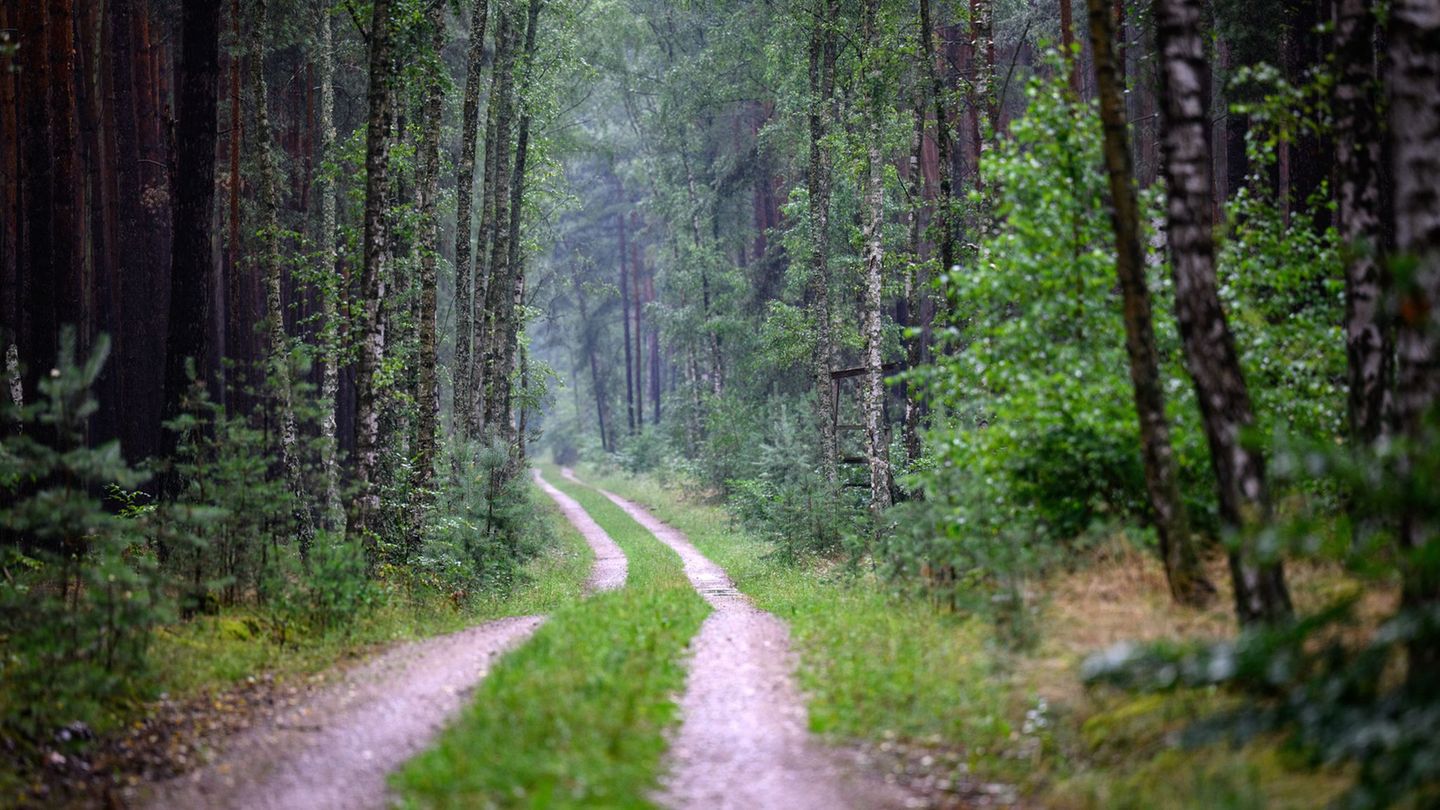 Verhalten im Wald: Landesforsten: Waldbesucher bitte auf den Wegen bleiben