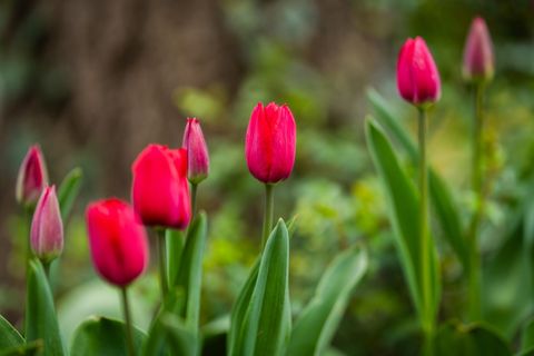 Eignen sich als Verstecke für kleine, leichte Eier: Tulpenblüten. Aber bitte nur die eigenen Pflanzen nehmen. Foto: Christoph Sc
